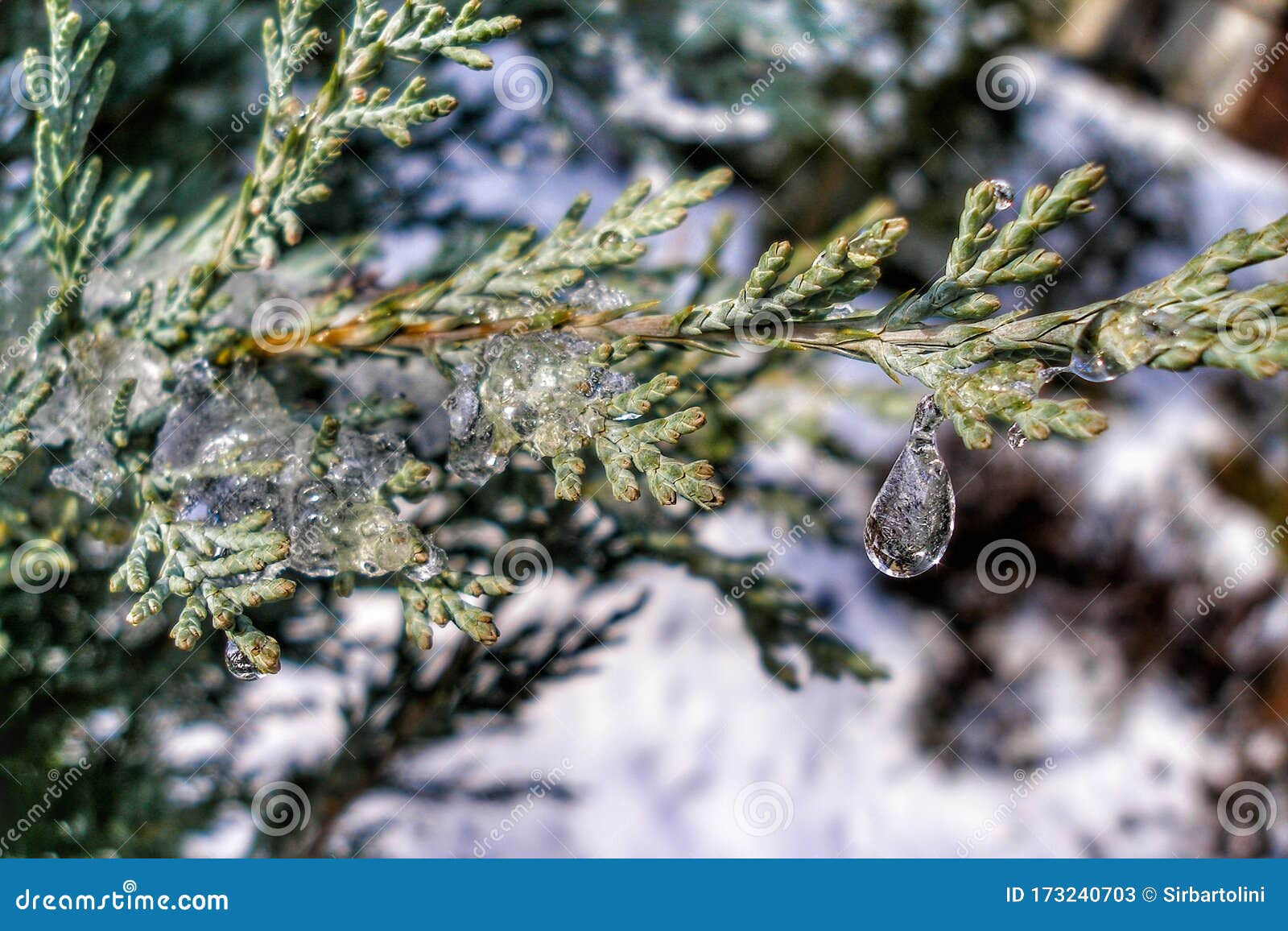 Thuja standishii tree in winter. Close-up on Thuja tree branch covered with ice and snow. Water droplets, snow and icycles. Garden covered with snow in background. Forest nursery in winter.