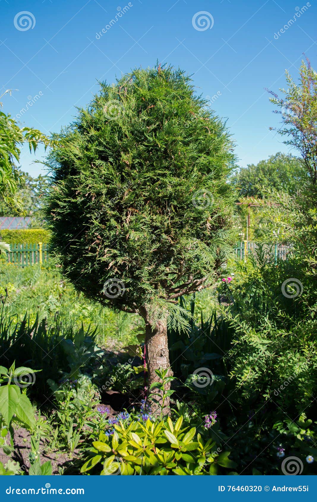 ThuyaAnlage im Garten stockfoto. Bild von grün, strauch 76460320