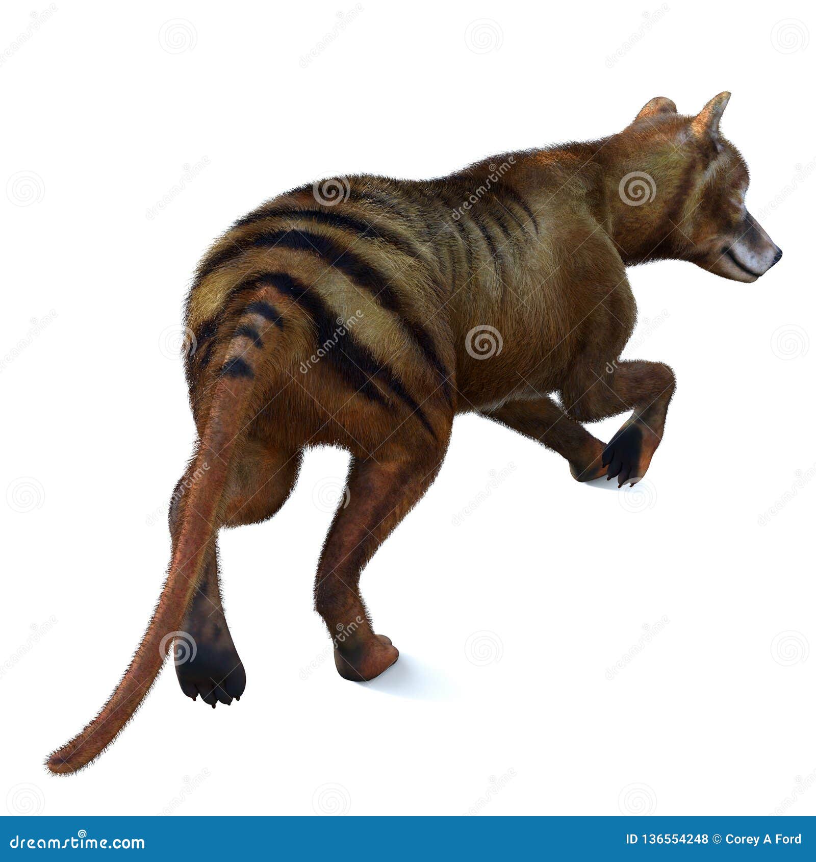 thylacine marsupial tail