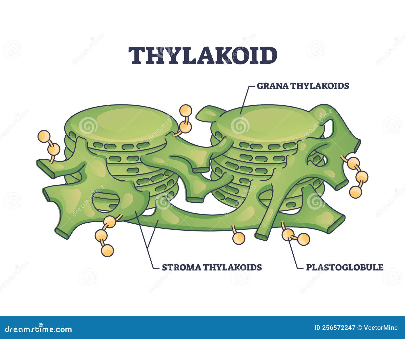 thylakoid membrane bound chloroplast compartments structure outline diagram