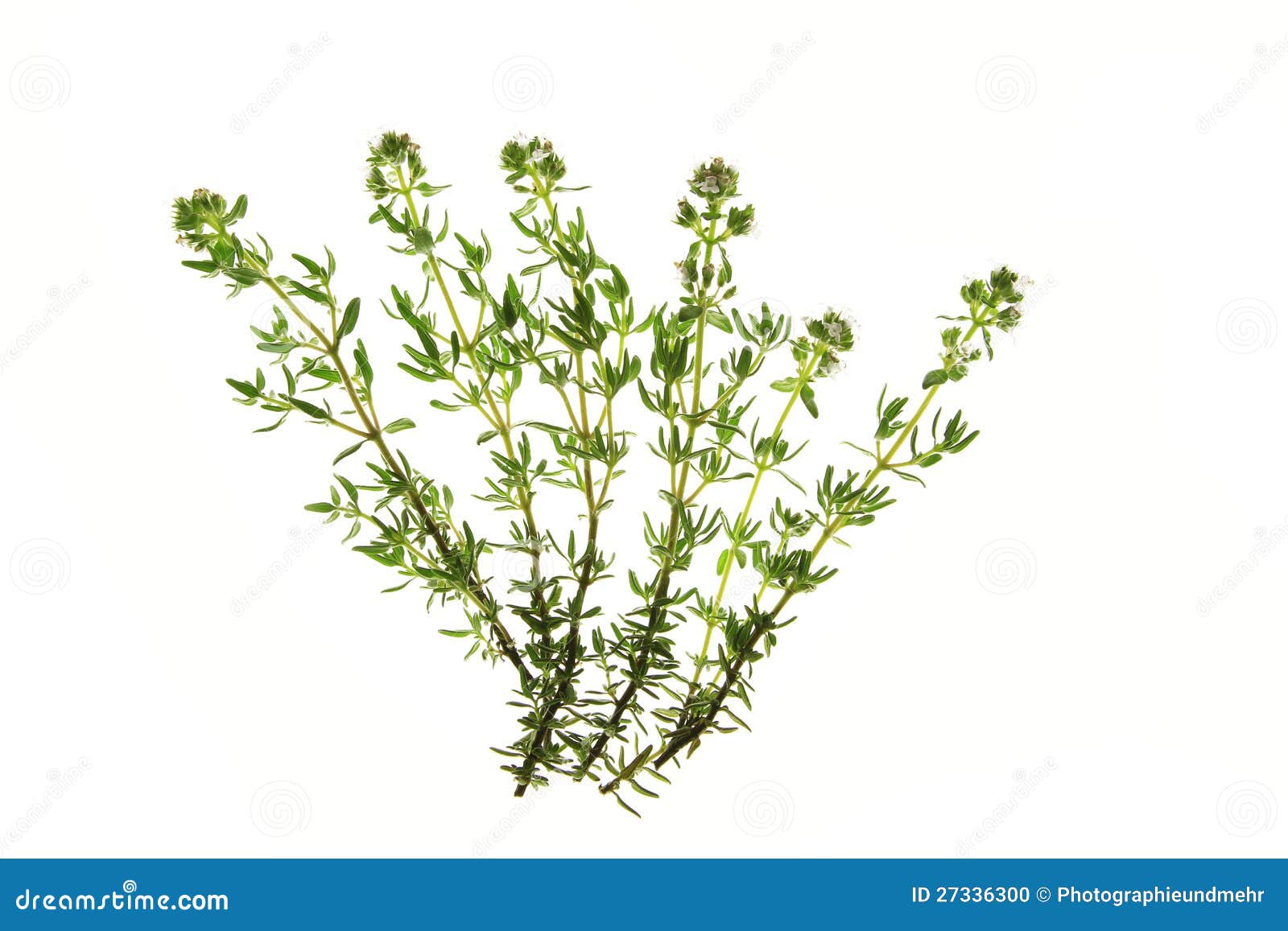 Thym (thymus vulgaris) photo stock. Image du sauvage 27336300