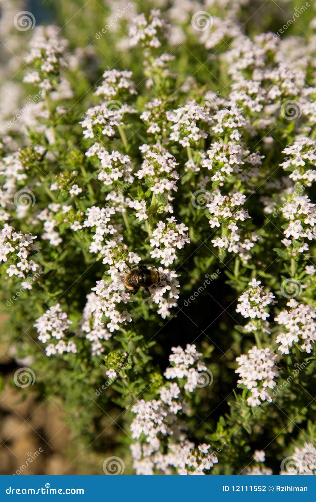 Thyme stock photo. Image of bush, garden, herbs, herbal 12111552