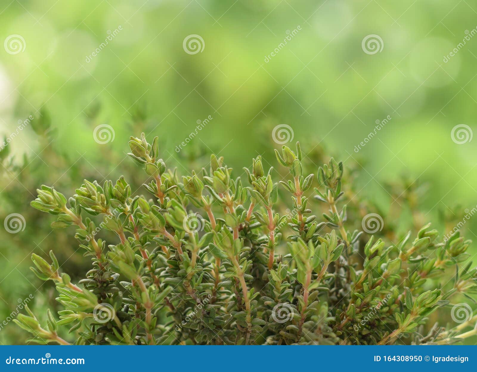 Thyme Green Fresh Plant on Green Stock Photo Image of green, ingredient 164308950