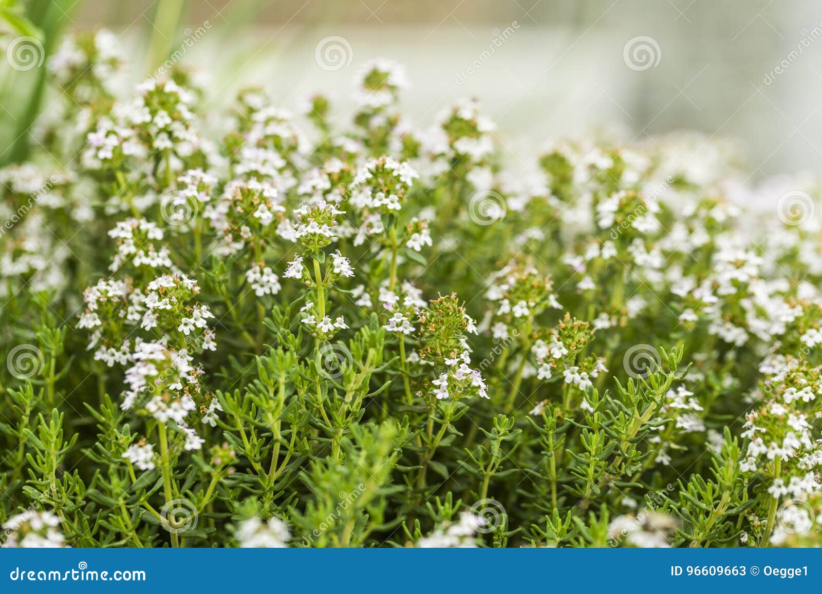 Thyme Blossom in the Herb Garden Stock Image Image of kitchen