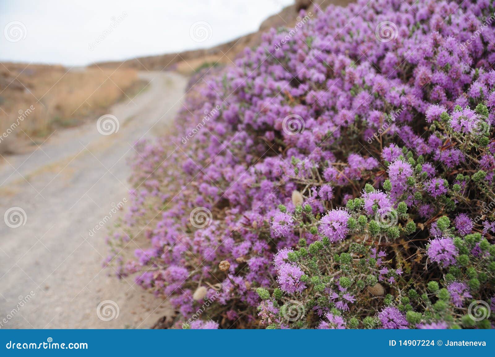 Thyme bush stock photo. Image of landscape, thyme, herb 14907224