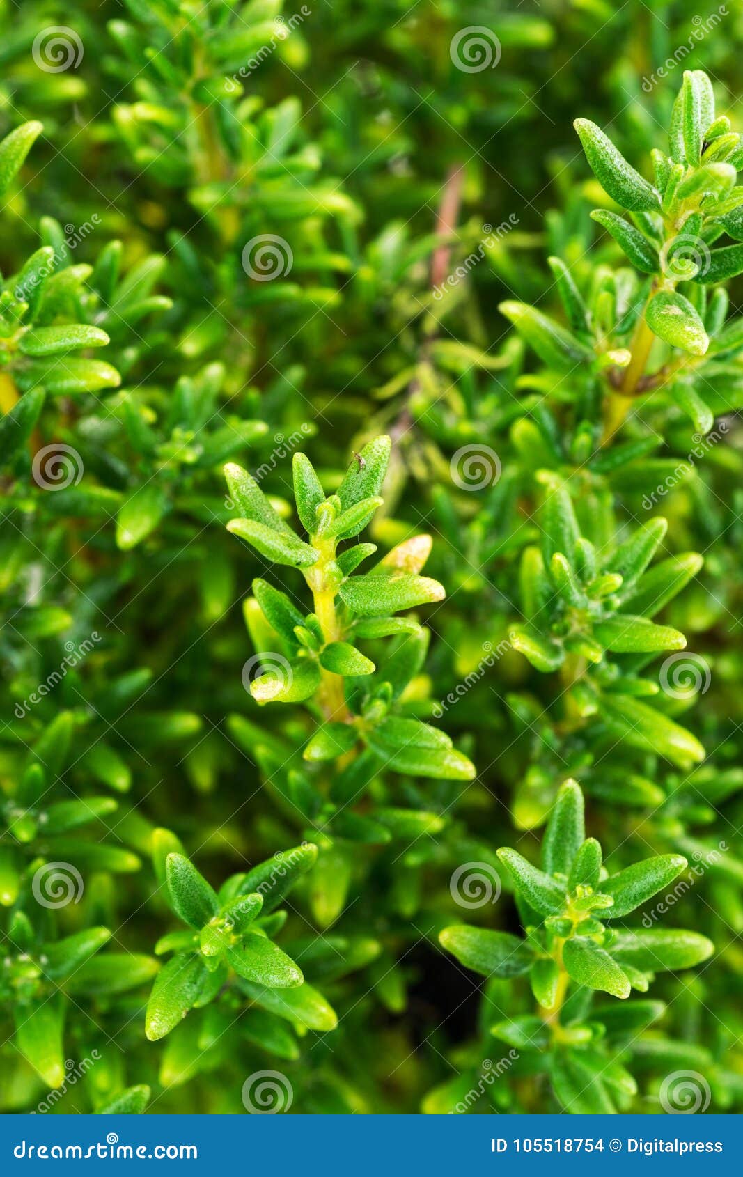Thyme stock photo. Image of aroma, fresh, studio, food 105518754