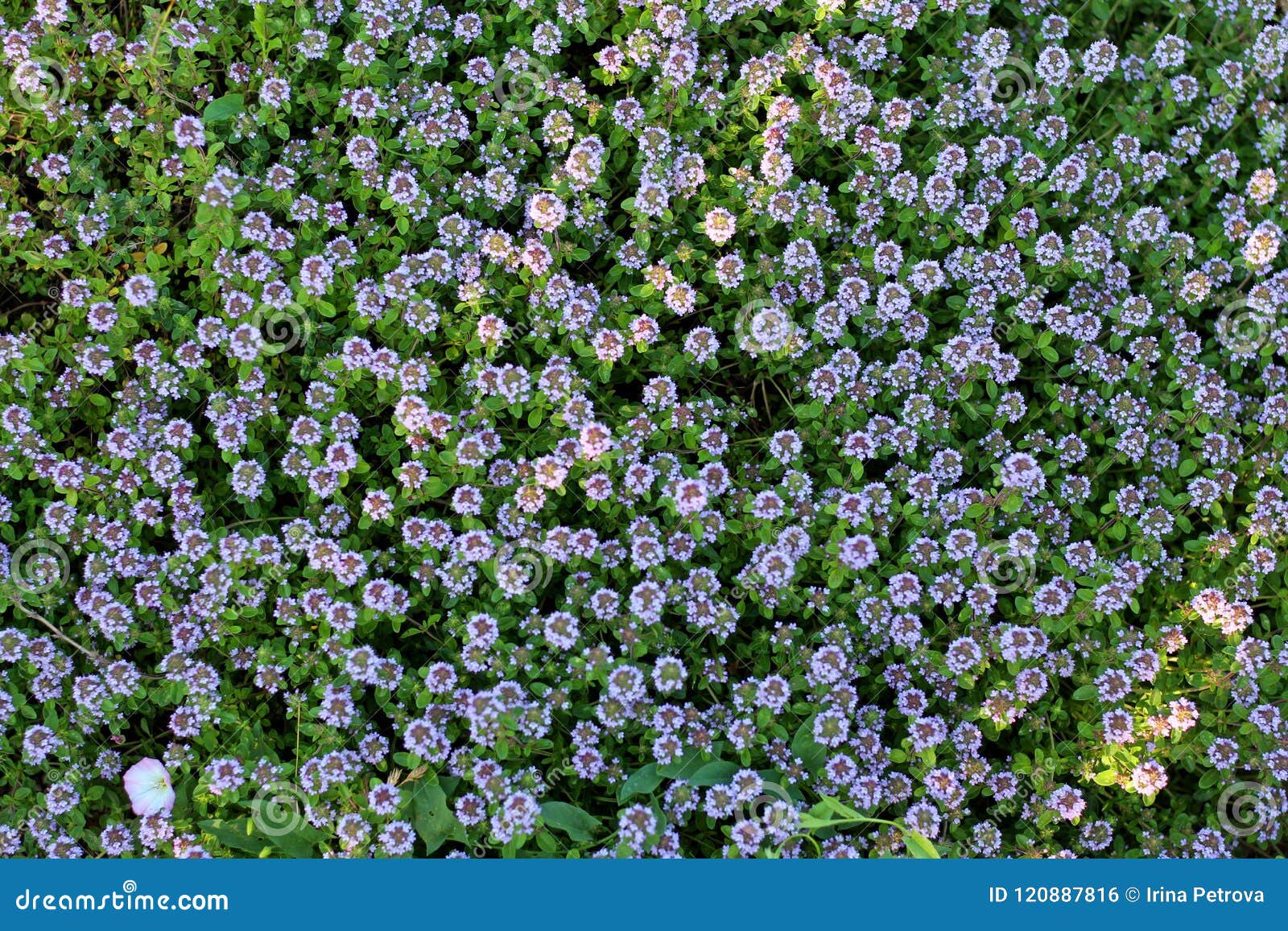 Thyme Or Creeping Thyme Growing In The Garden Stock Photo Image