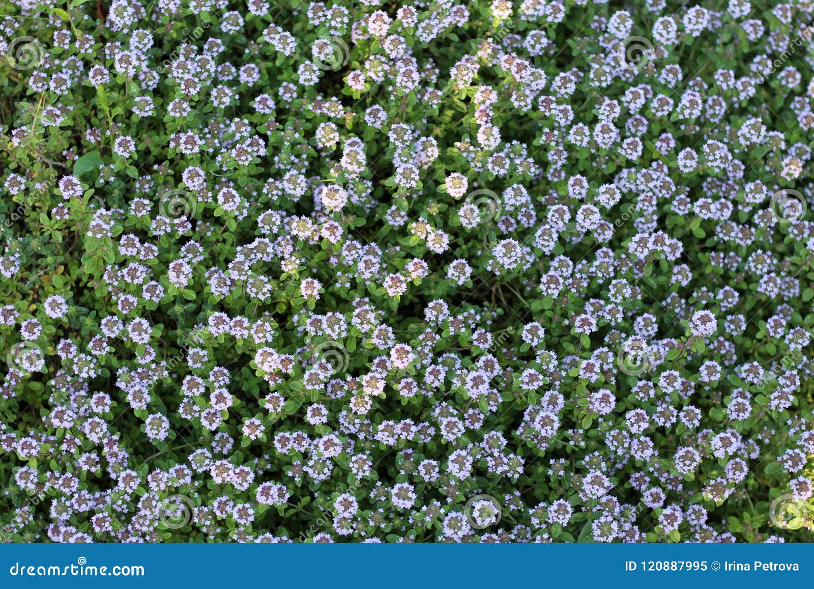 Thyme Or Creeping Thyme Growing In The Garden Stock Image Image