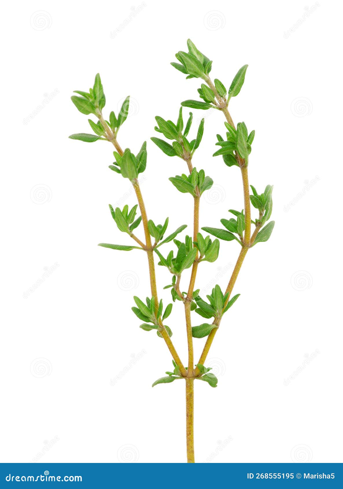 Thyme en blanco imagen de archivo. Imagen de aroma, verde 268555195