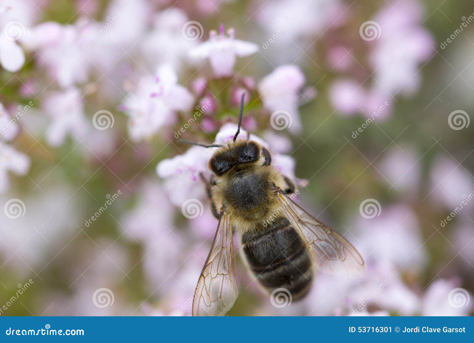 Thyme flower and bee stock image. Image of outdoor, background 53716301