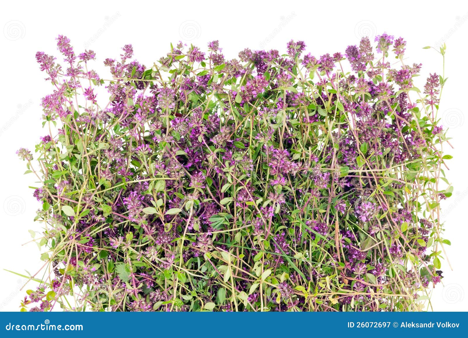 Thyme Flower Herb (Oregano) Stock Image Image of healthy, leaf 26072697