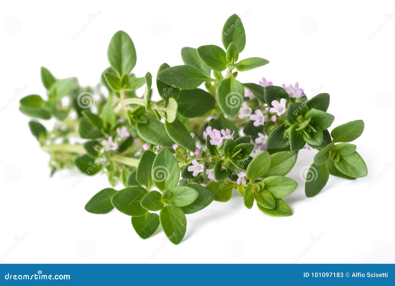 Thyme with flowers stock image. Image of branch, aroma 101097183