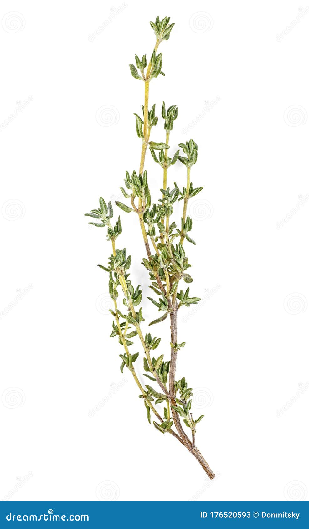 Thyme Fresh Herb Isolated on White Background Stock Image Image of