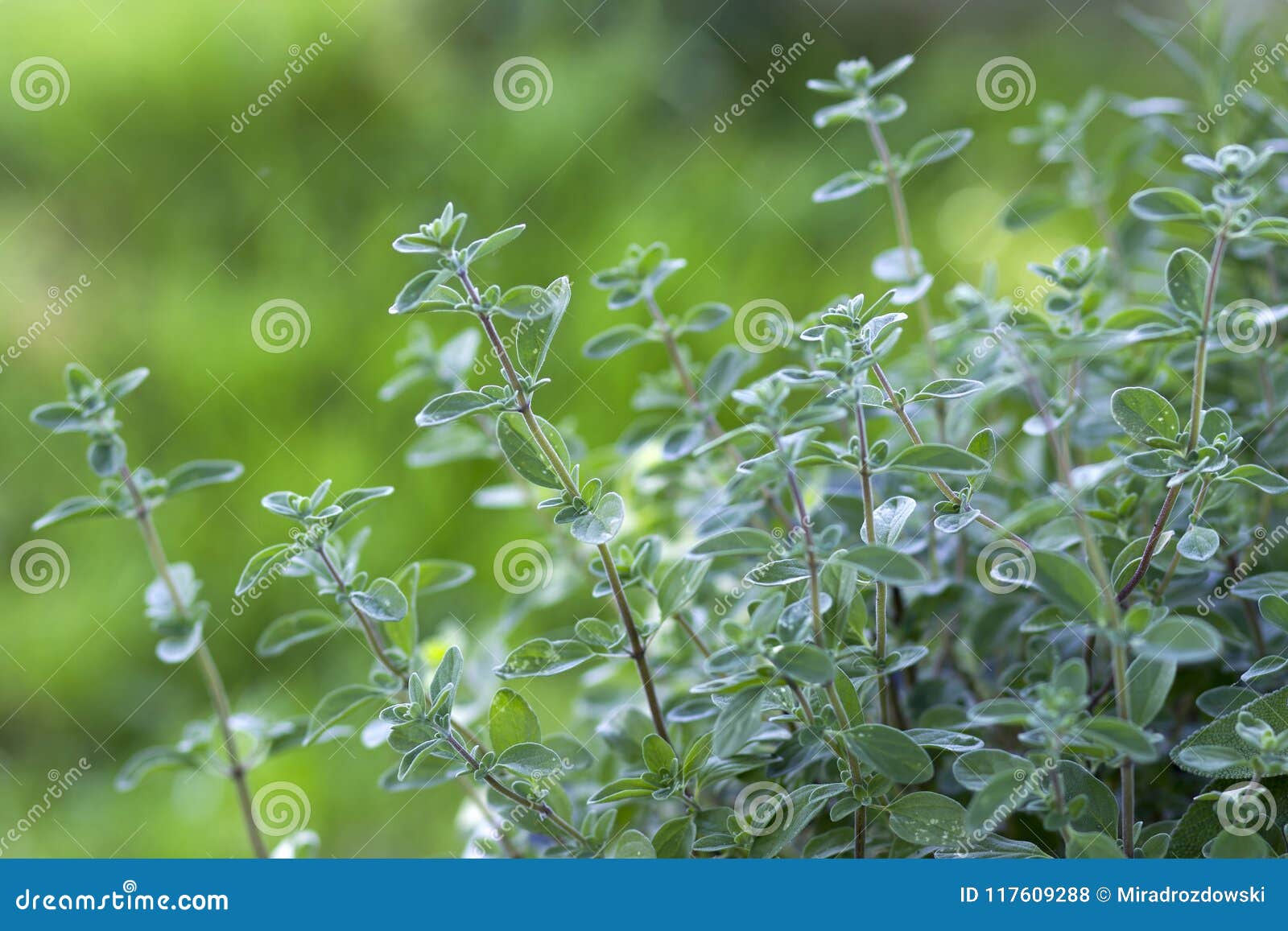 Fresh thyme in the garden stock photo. Image of collection 117609288