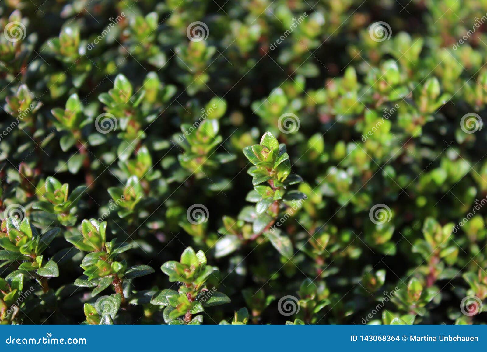 Thyme in the garden stock photo. Image of cooking, spice 143068364