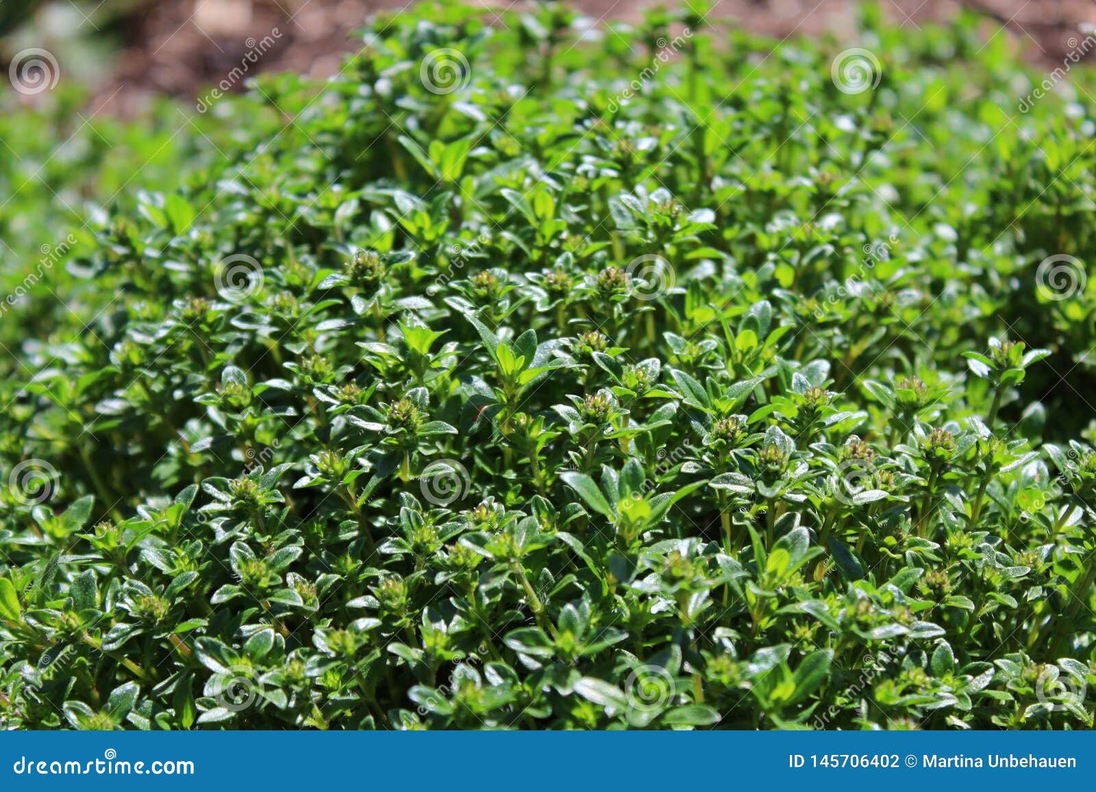 Thyme In The Garden Stock Photo Image Of Cooking Italian 145706402