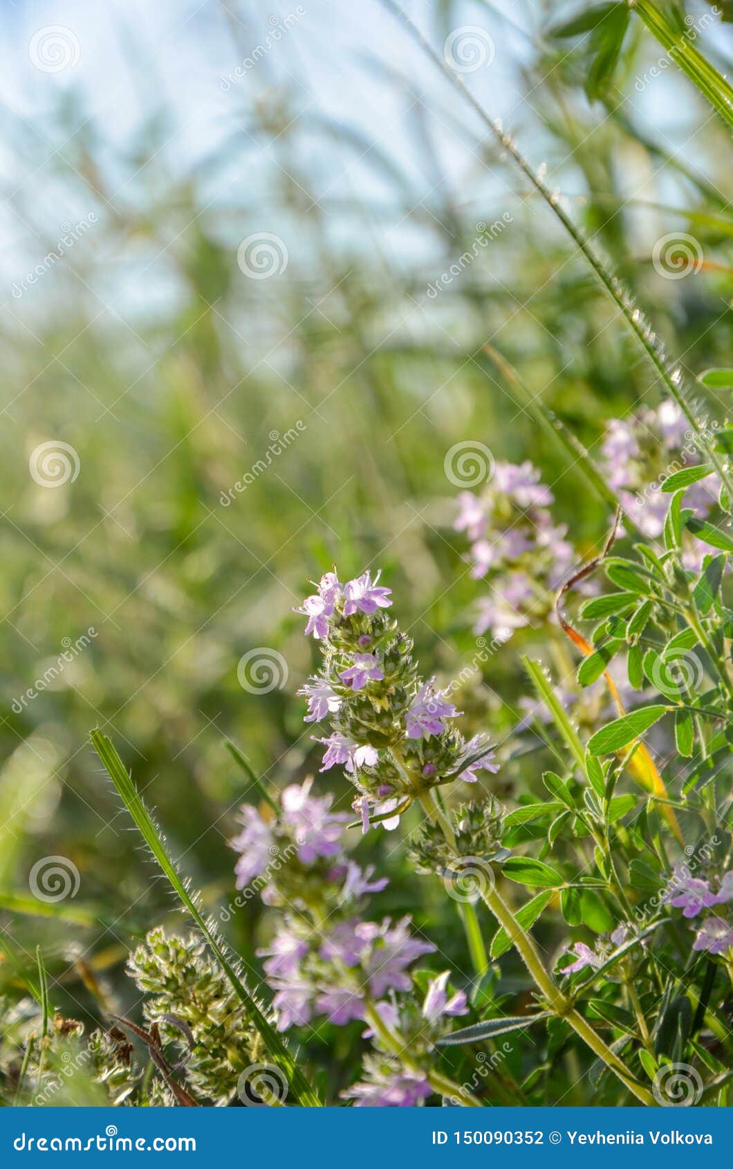 waarom heel specificatie Thyme Geneeskrachtig Kruid Bloemen, Roze Stock Foto - Image of zwezerik,  bloeien: 150090352