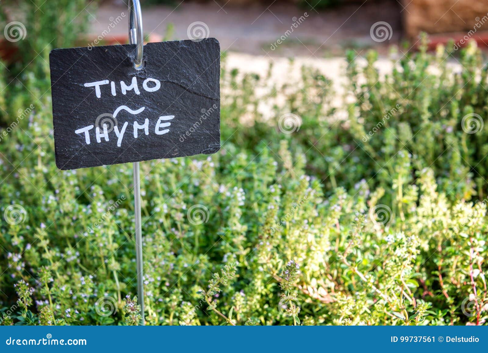 thyme growing in a garden, labelled in english and italian
