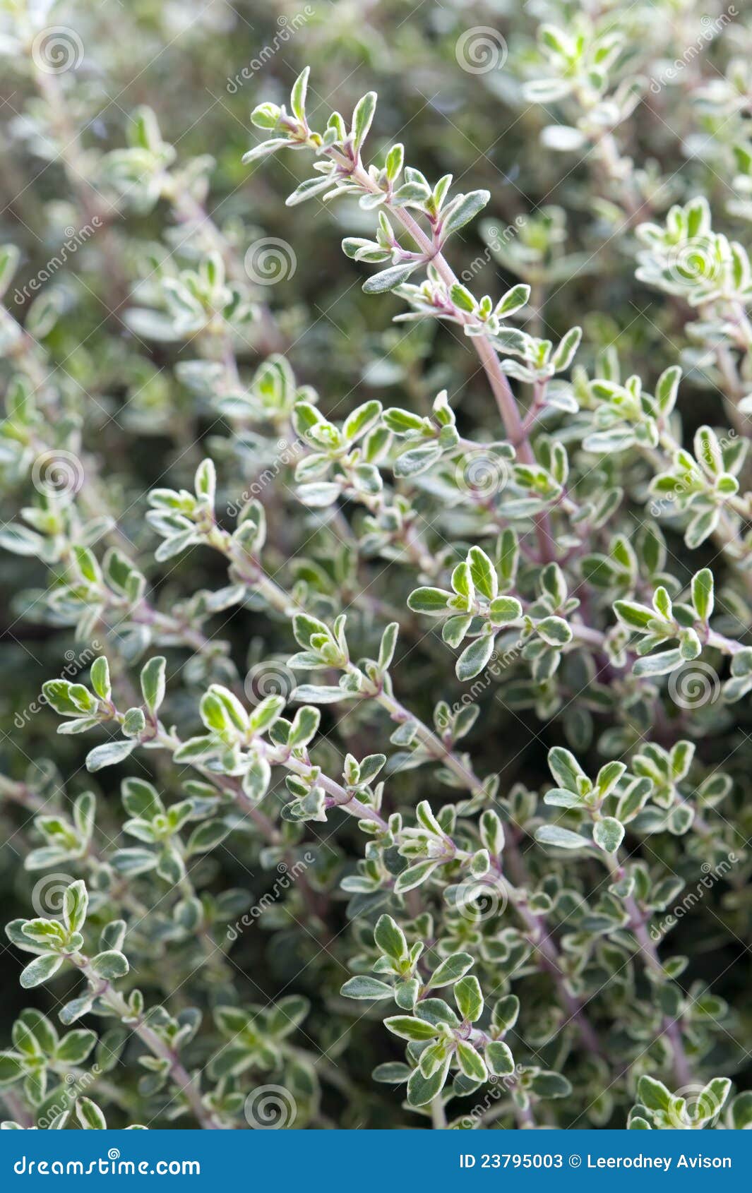 growing thyme growing thyme