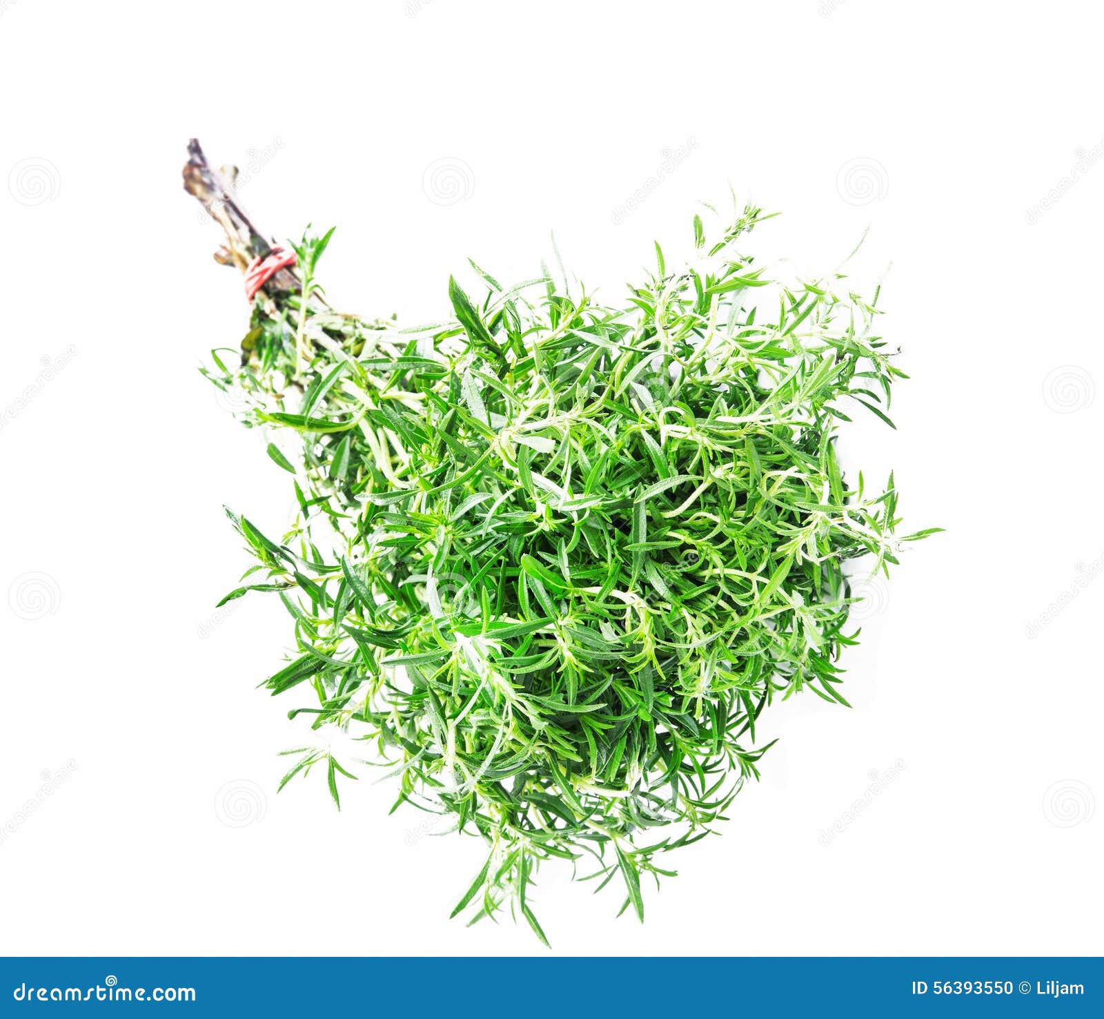 Thyme Herb stock photo. Image of medicine, spice, natural 56393550