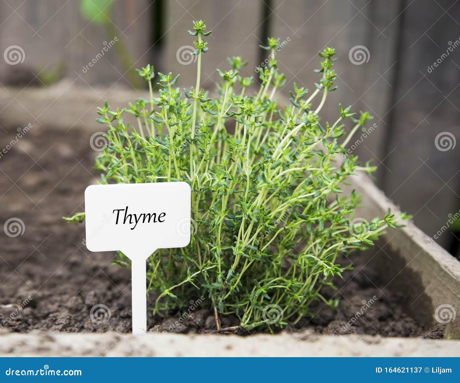 thyme herb with label in the garden