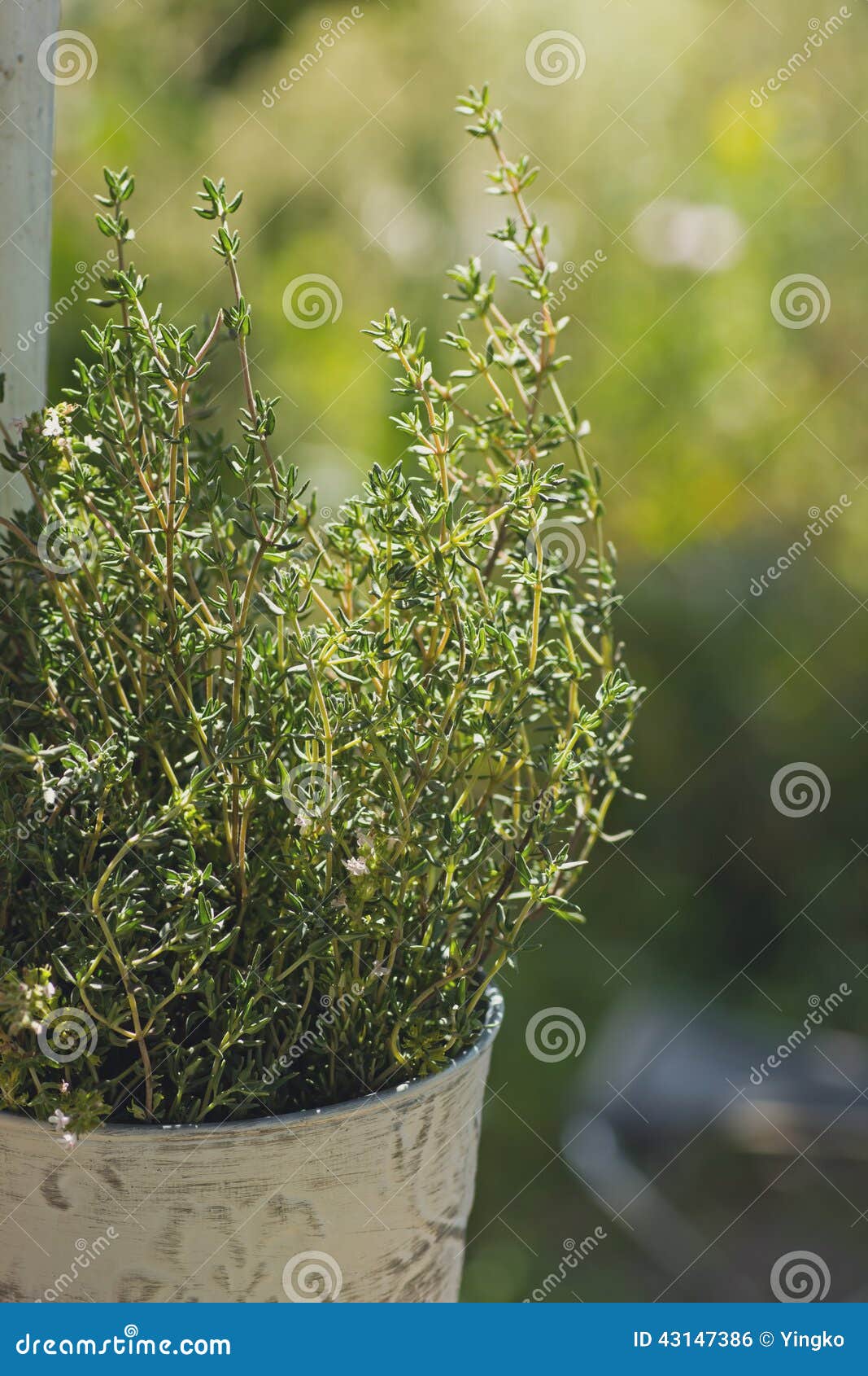 Thyme herb plant in pot stock photo. Image of flower 43147386