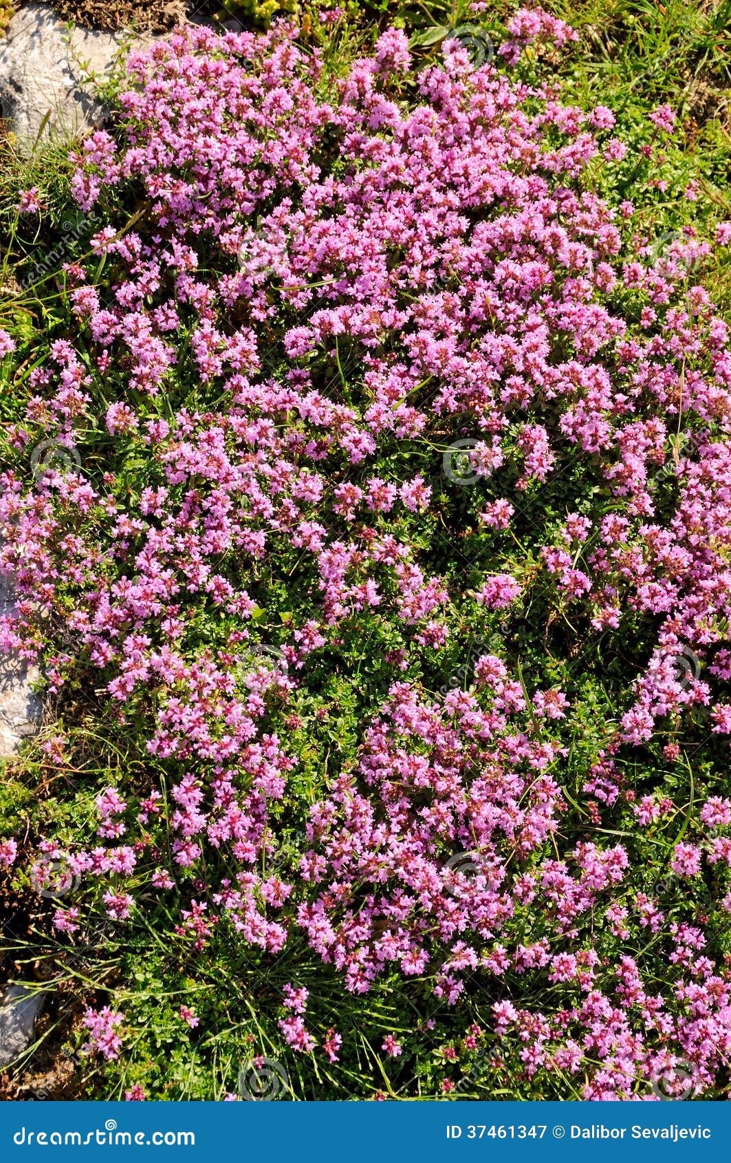 Thyme Herbs with Pink Flowers Stock Image Image of food, macro 37461347