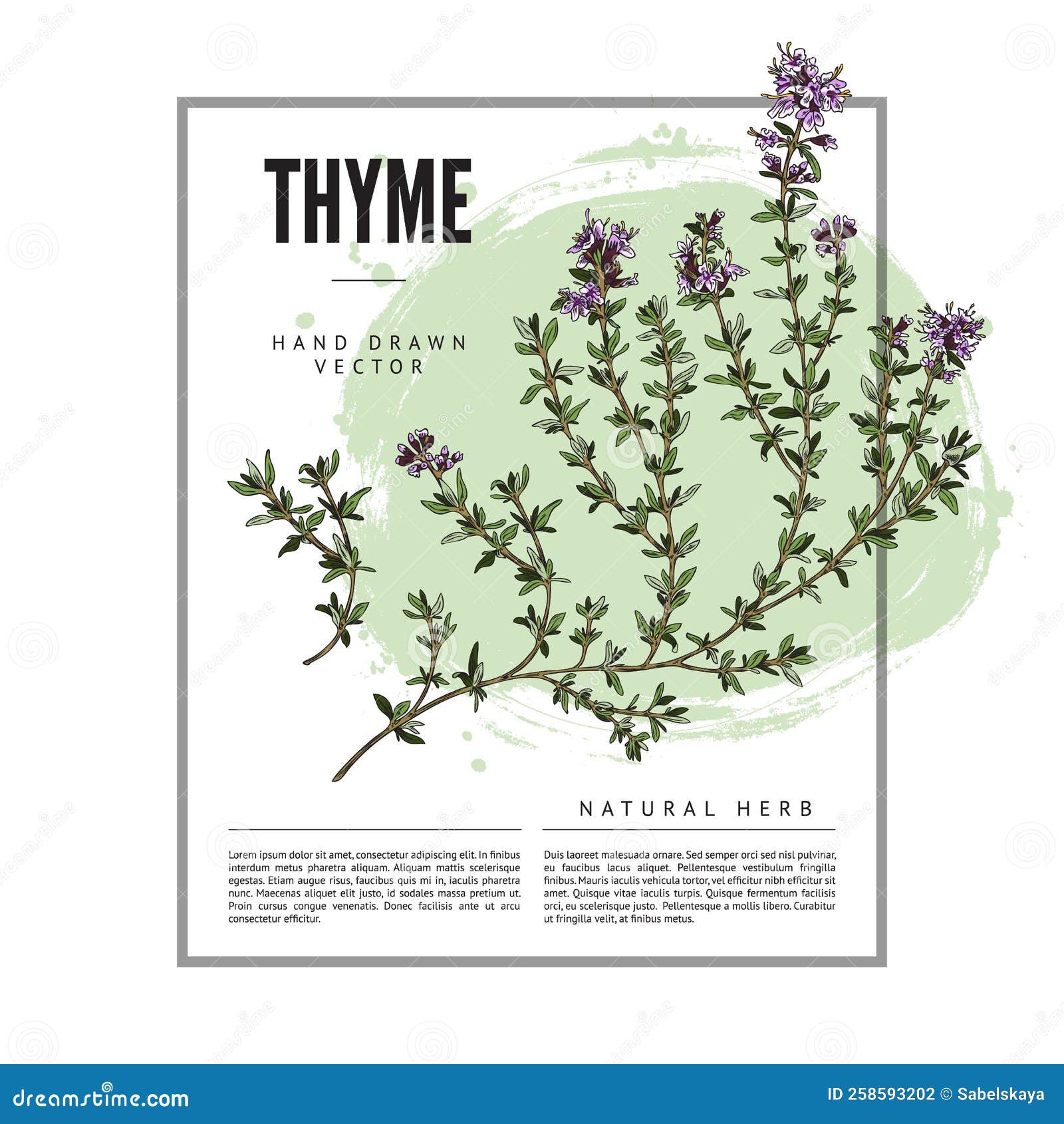 Thyme Herbs and Spices Badge or Label Design Hand Drawn Vector