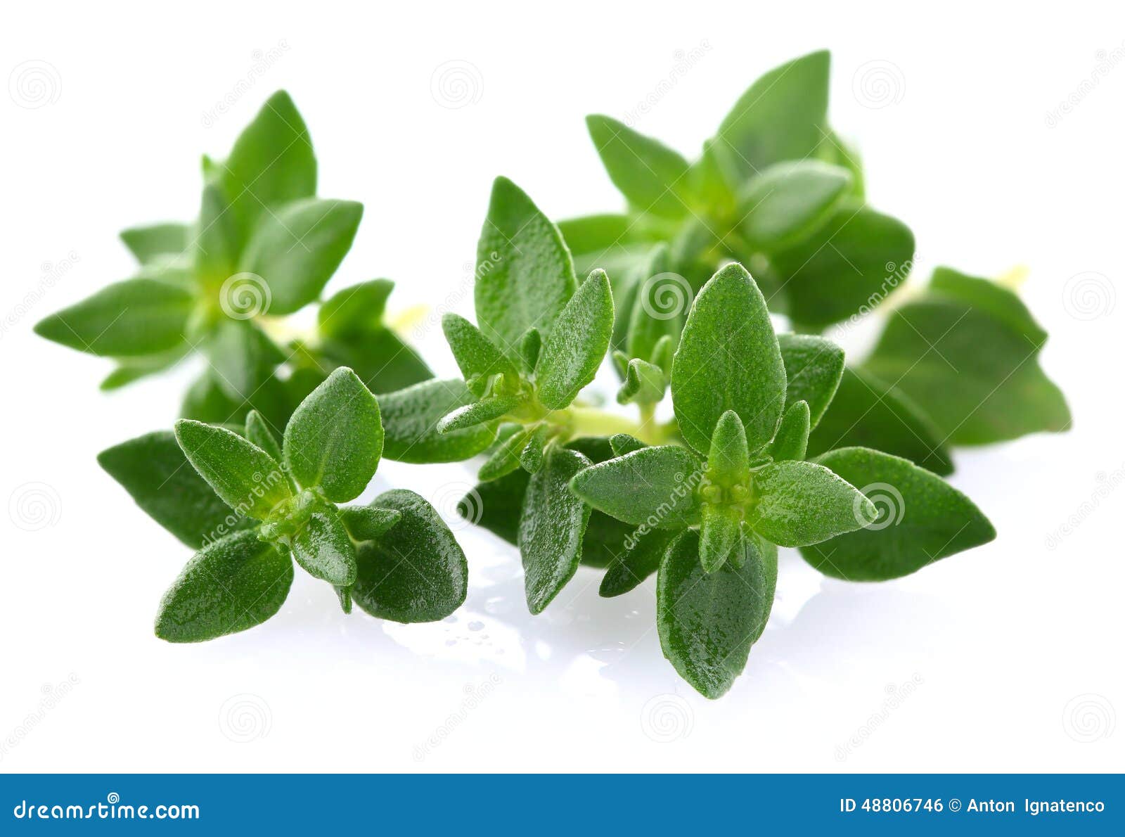Thyme herbs stock photo. Image of macro, background, green 48806746