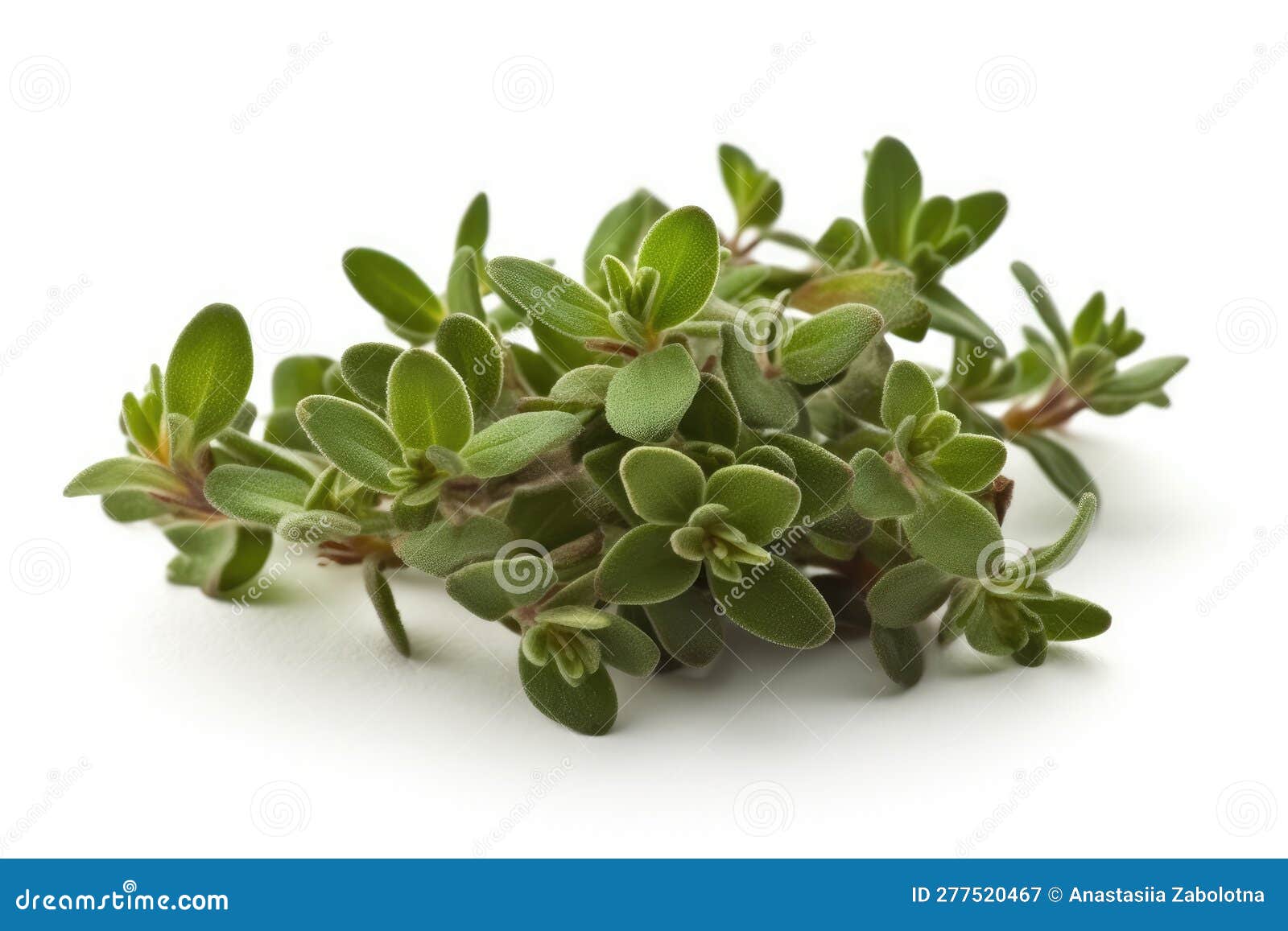 Thyme Leaf on White Background. Generative AI Stock Illustration