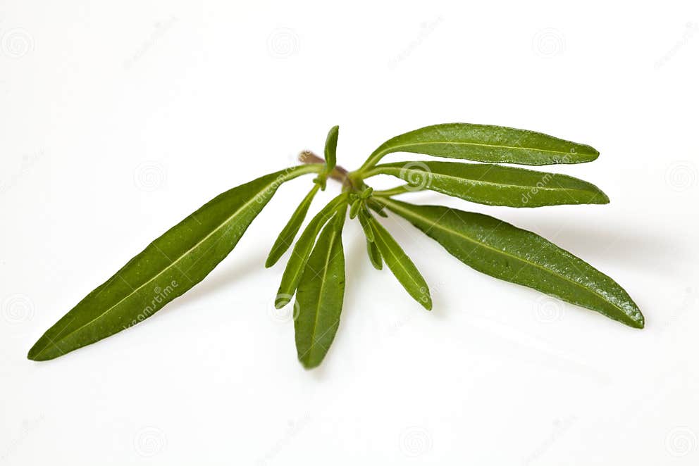 Thyme leaves stock image. Image of herbal, white, green 24540785