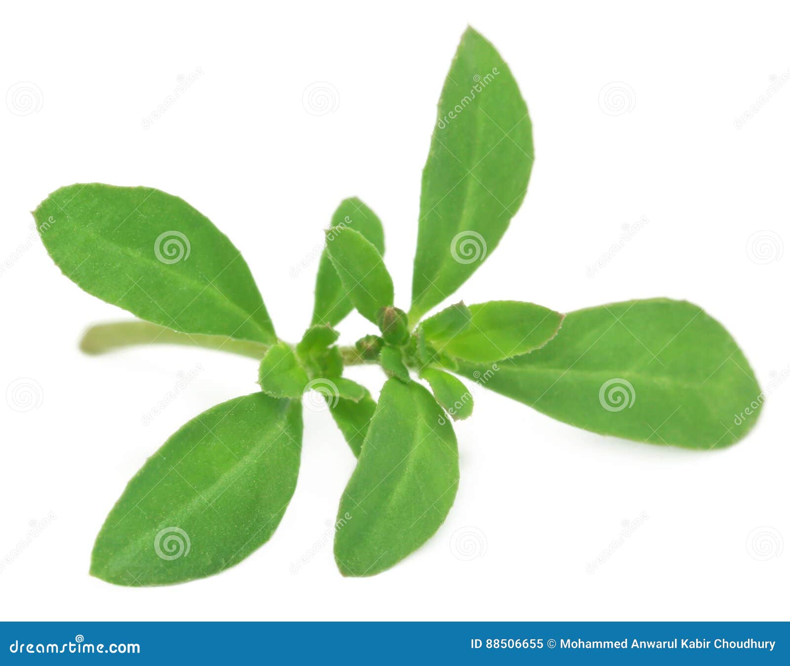 Thyme leaves stock image. Image of organic, bitter, plant 88506655
