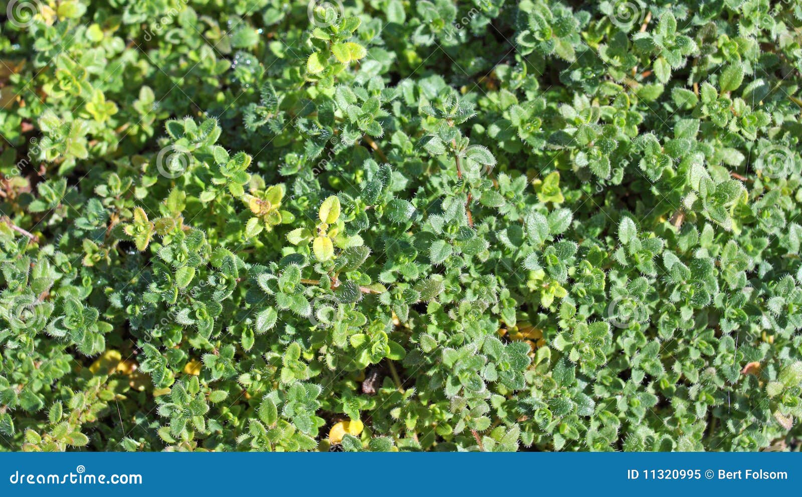 growing thyme in hawaii growing thyme in hawaii