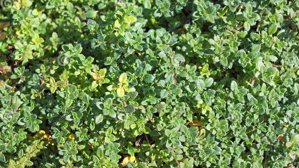 Thyme plant stock image. Image of cooking, plant, tiny 11320995