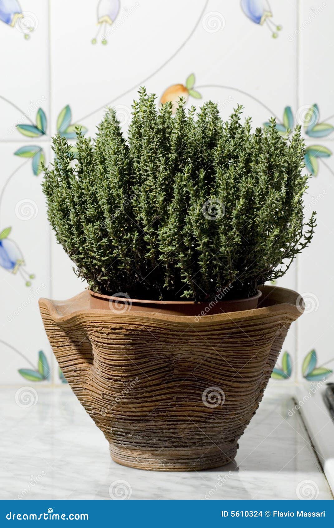 Thyme plant stock photo. Image of herbal, potted, bush 5610324