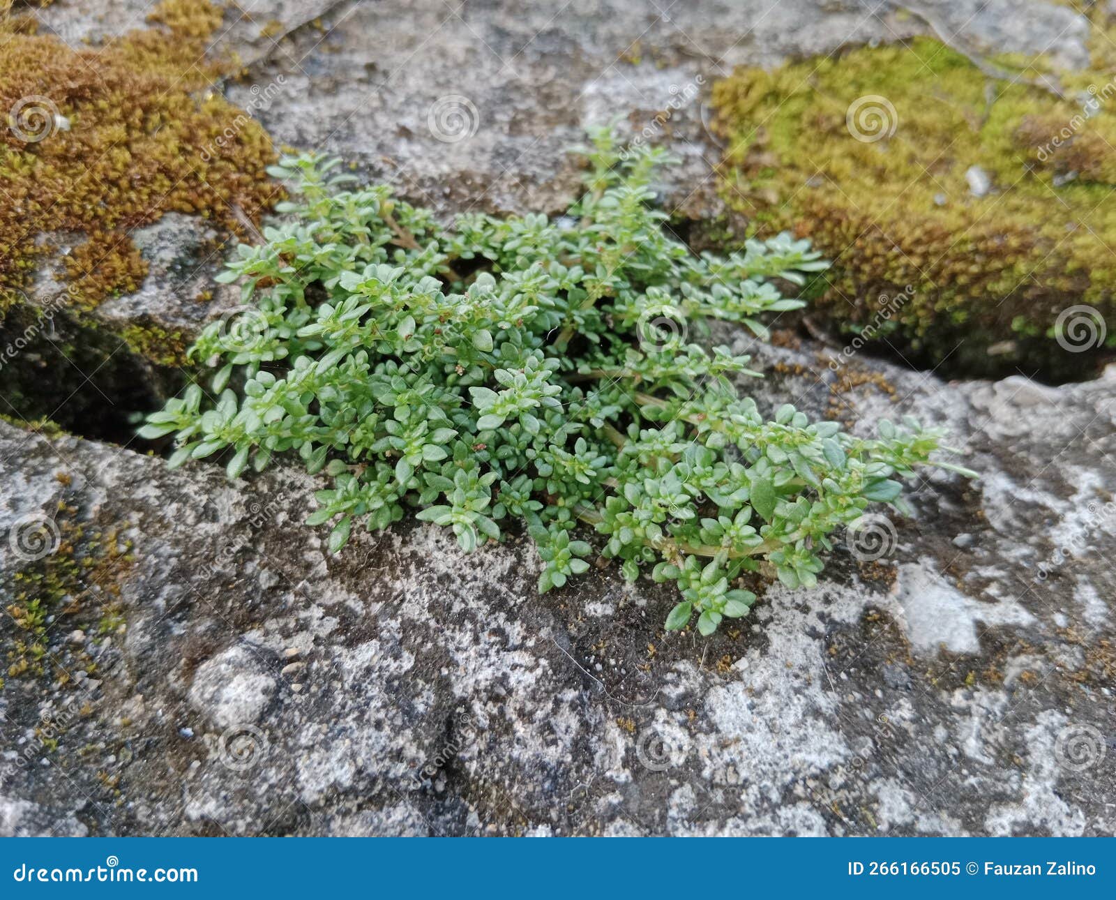 Thyme Plant Growing on Concrete Stock Image Image of rock, green
