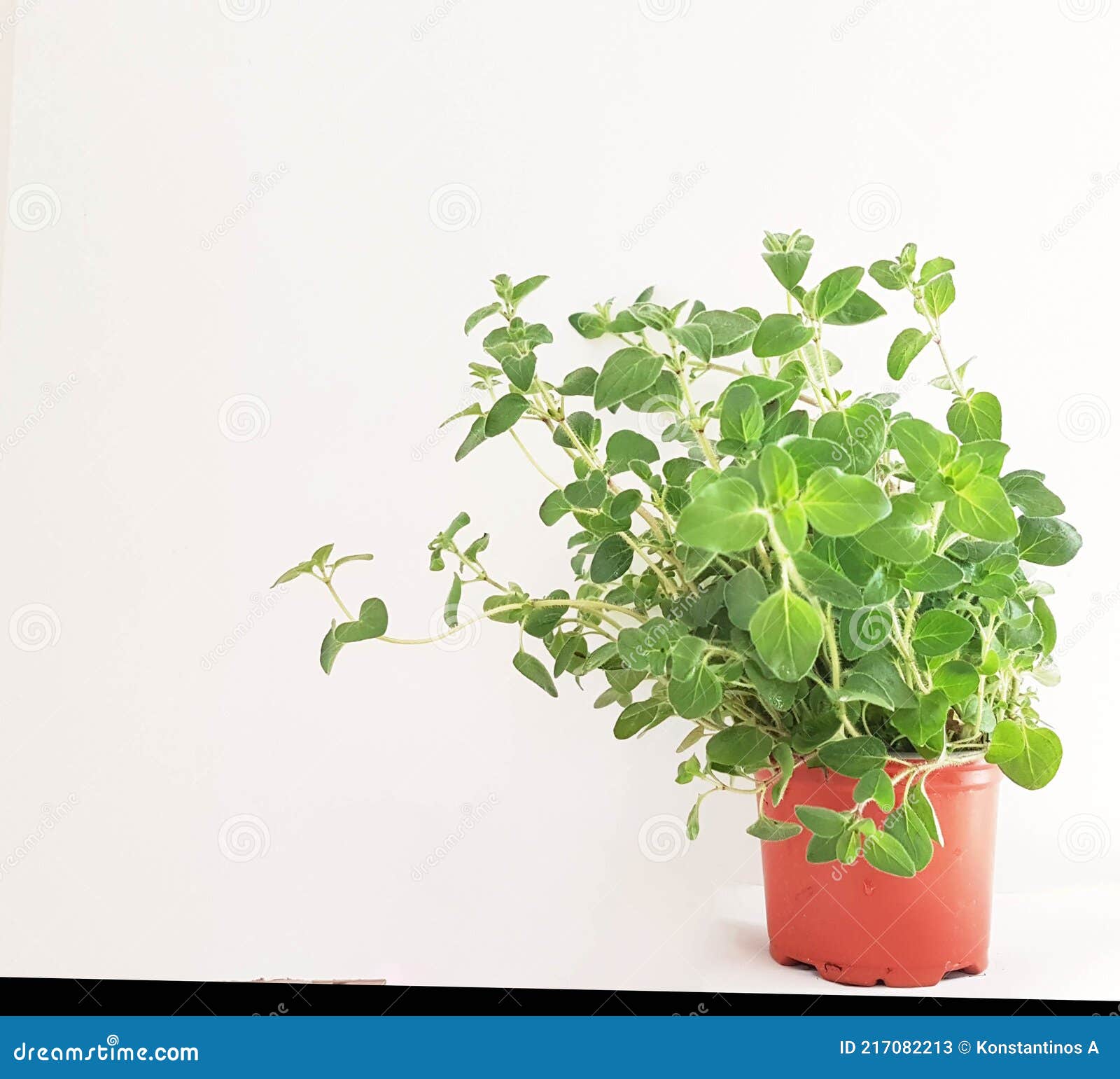Thyme Plant Leaves Green in a Pot Isolated Stock Image Image of food