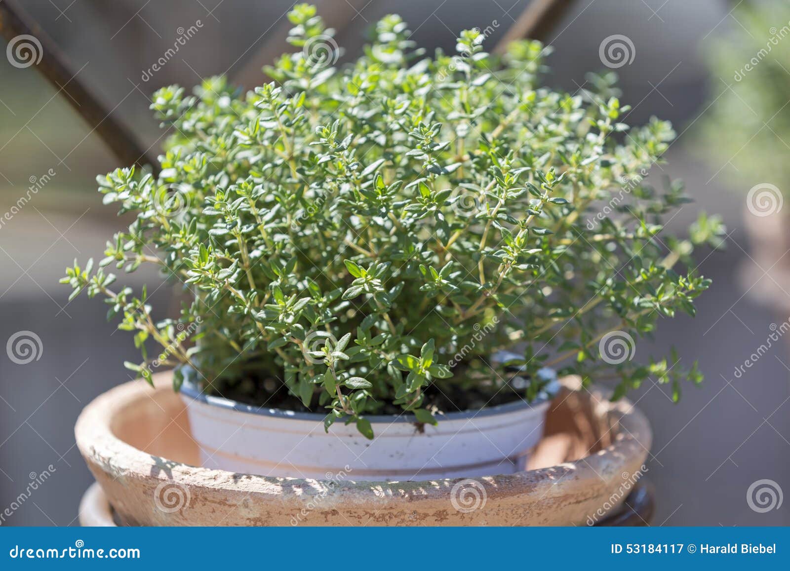 Thyme plant in a pot stock image. Image of fresh, clay 53184117