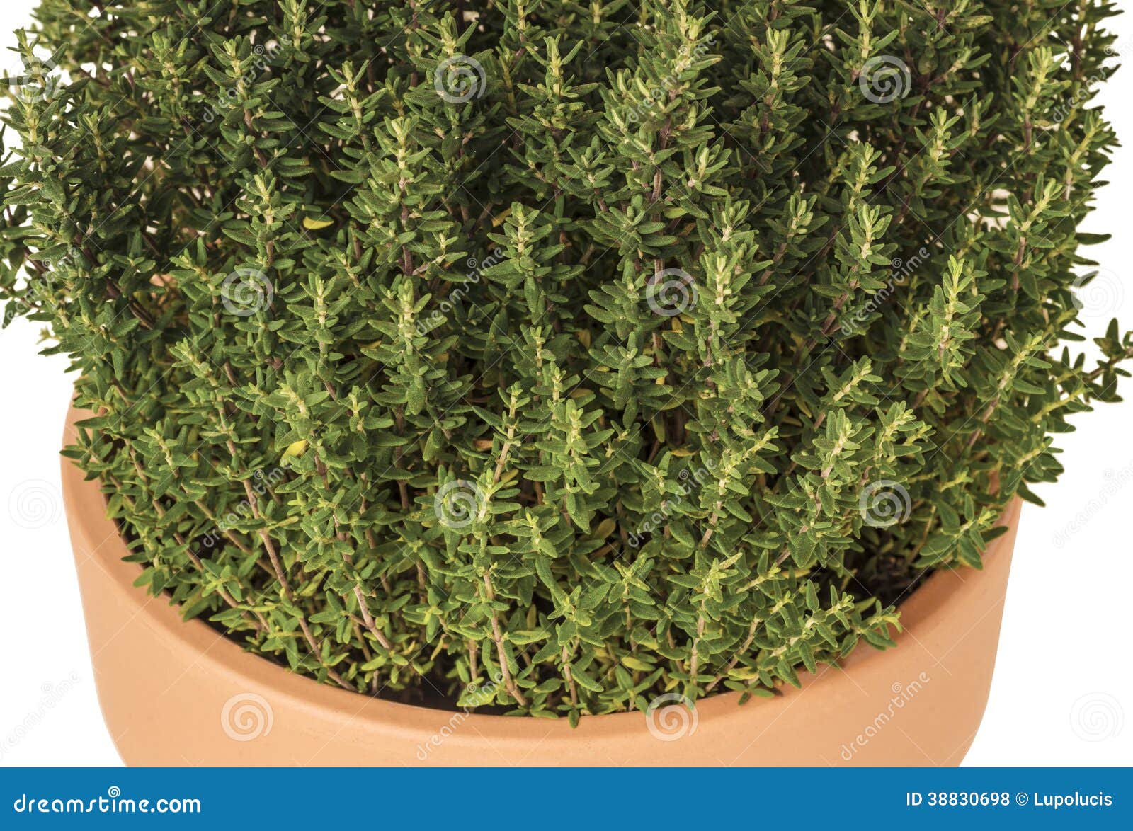 Thyme in Plant Pot Closeup Stock Photo Image of potherb, plant 38830698