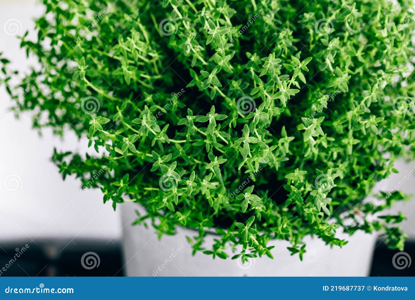 Thyme. Thyme Plant in a Pot Stock Image Image of growth, bunch 219687737