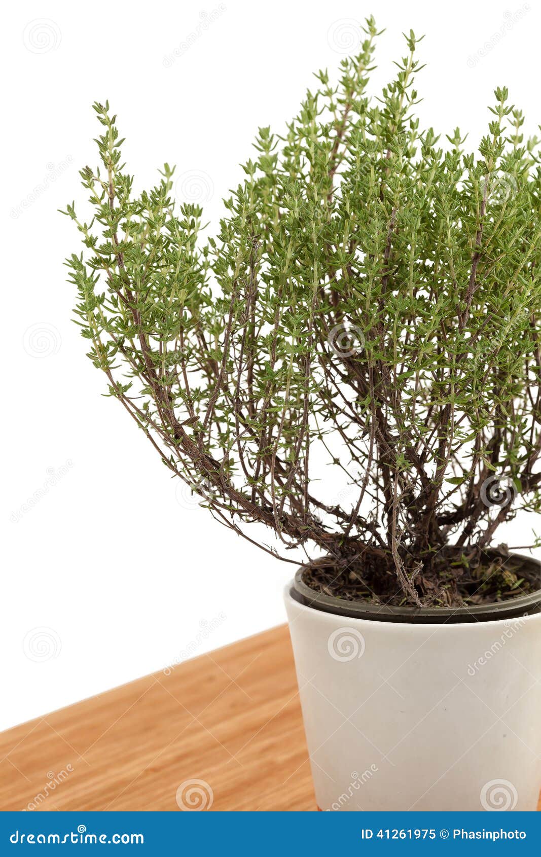 Thyme plant stock image. Image of thyme, nature, natural 41261975