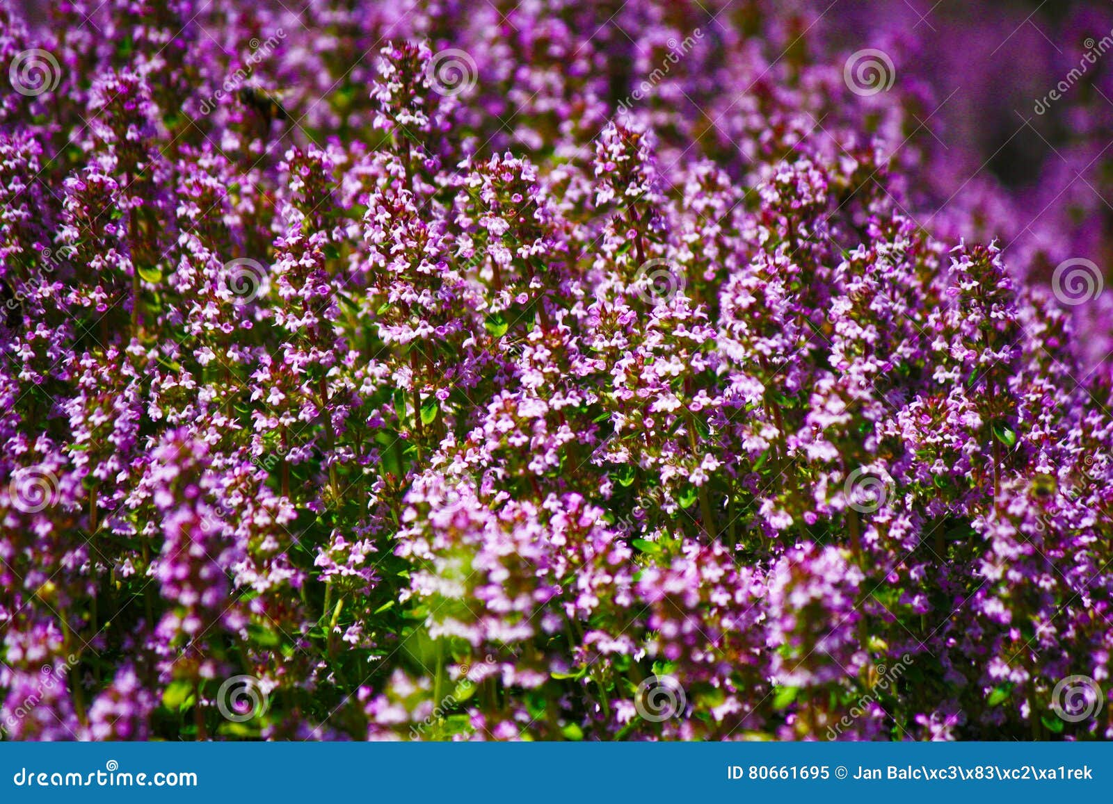 Thyme stock image. Image of beauty, park, bloom, little 80661695