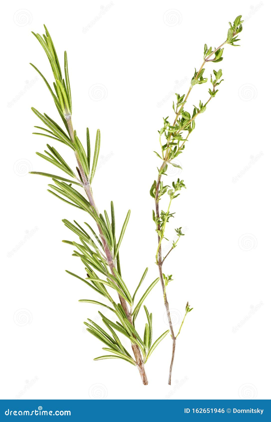 Thyme And Rosemary Sprigs Isolated On White Background Stock Photo