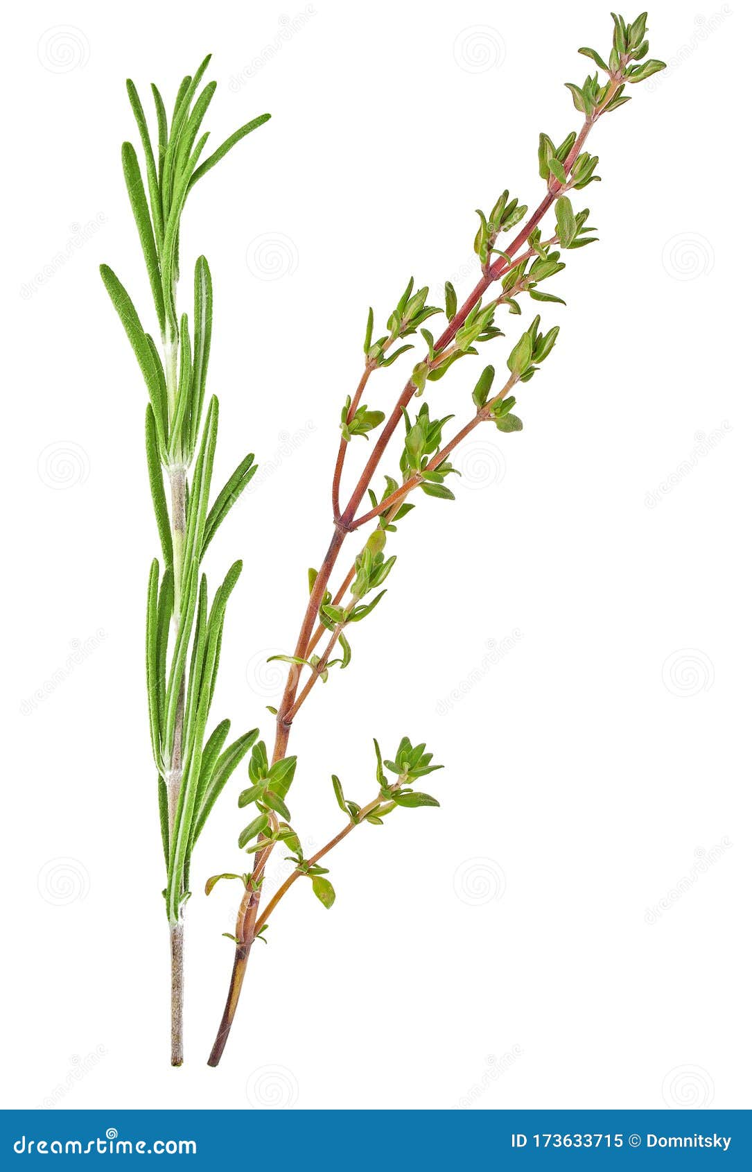 Thyme and Rosemary Sprigs Isolated on White Background, Spices Stock