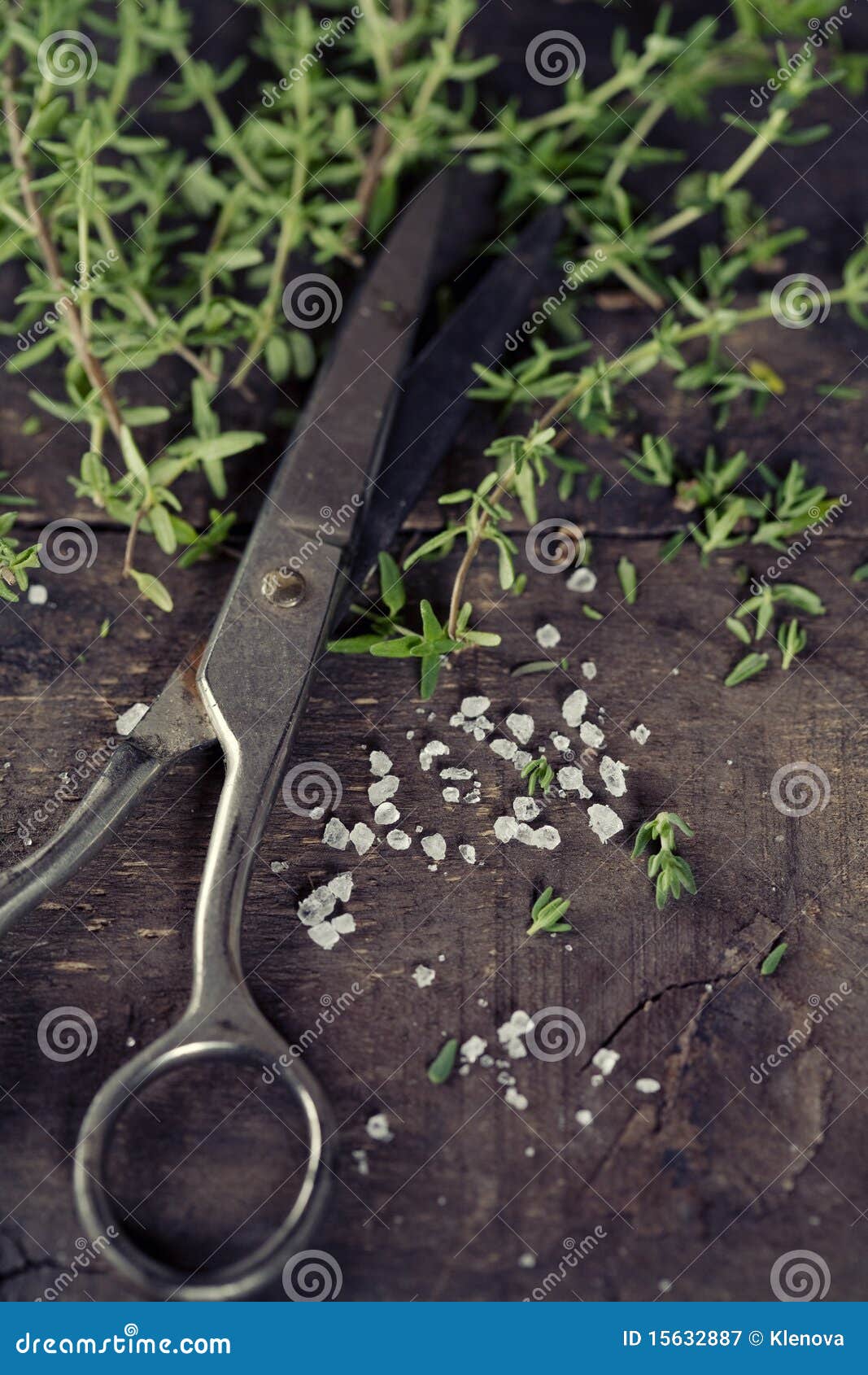 Thyme and salt stock image. Image of fresh, focus, blossom 15632887