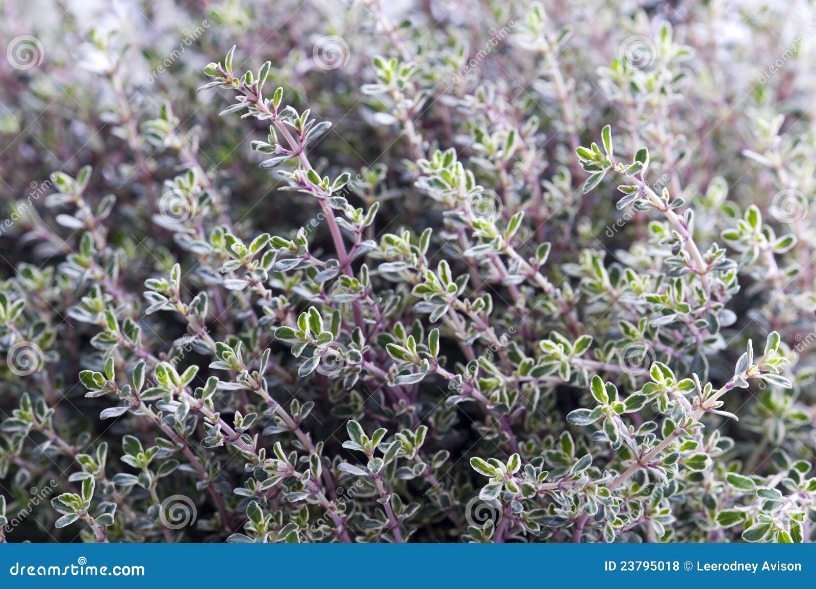 Thyme Silver Queen Herb Growing Stock Photo Image of herb, full 23795018