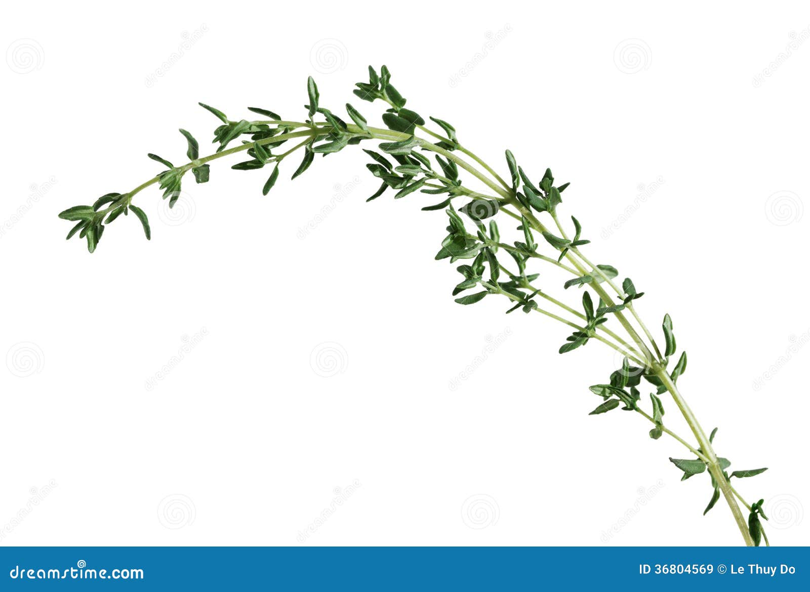 convert 1 sprig fresh thyme to dried convert 1 sprig fresh thyme to dried
