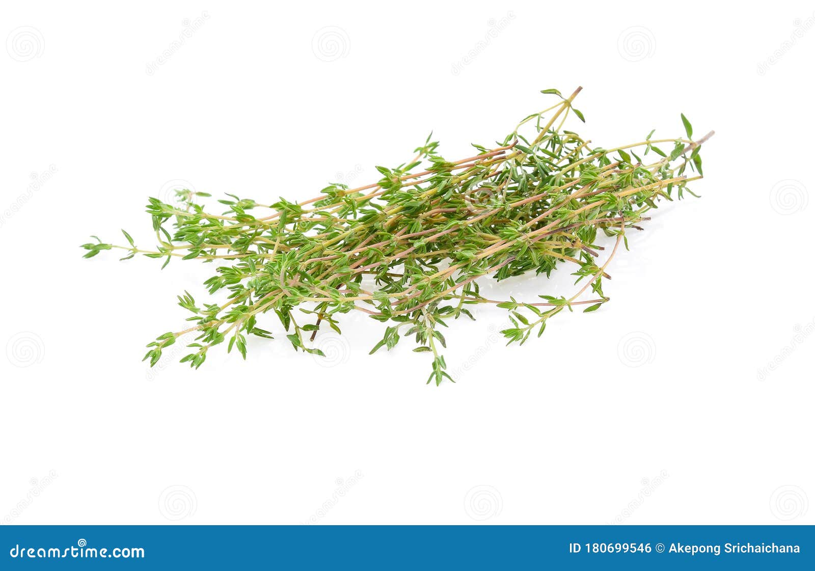 Thyme Sprigs Isolated on a White Background Stock Photo Image of