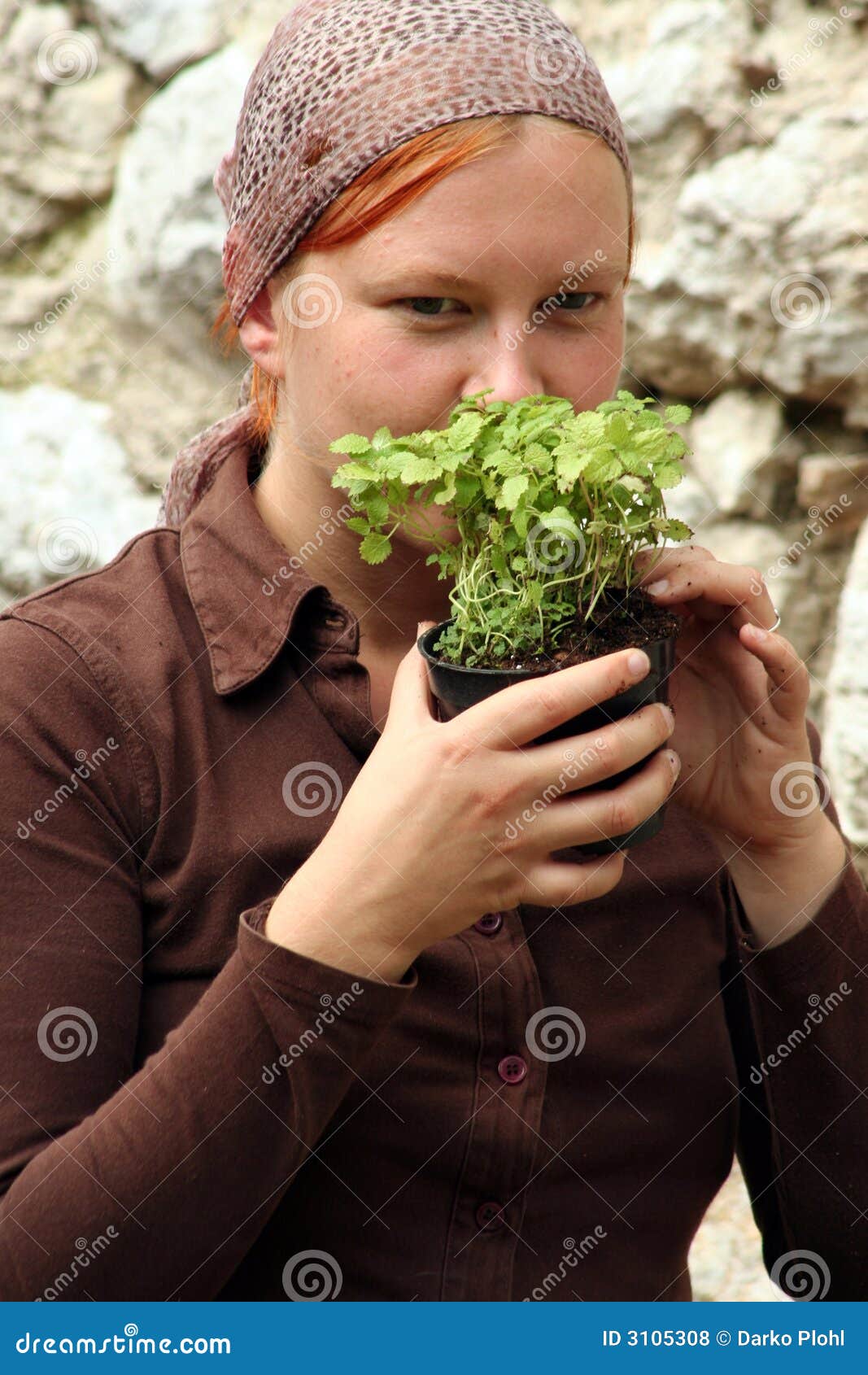 Thyme Thymus Vulgaris Herba Stock Photo Image of spade, stone 3105308