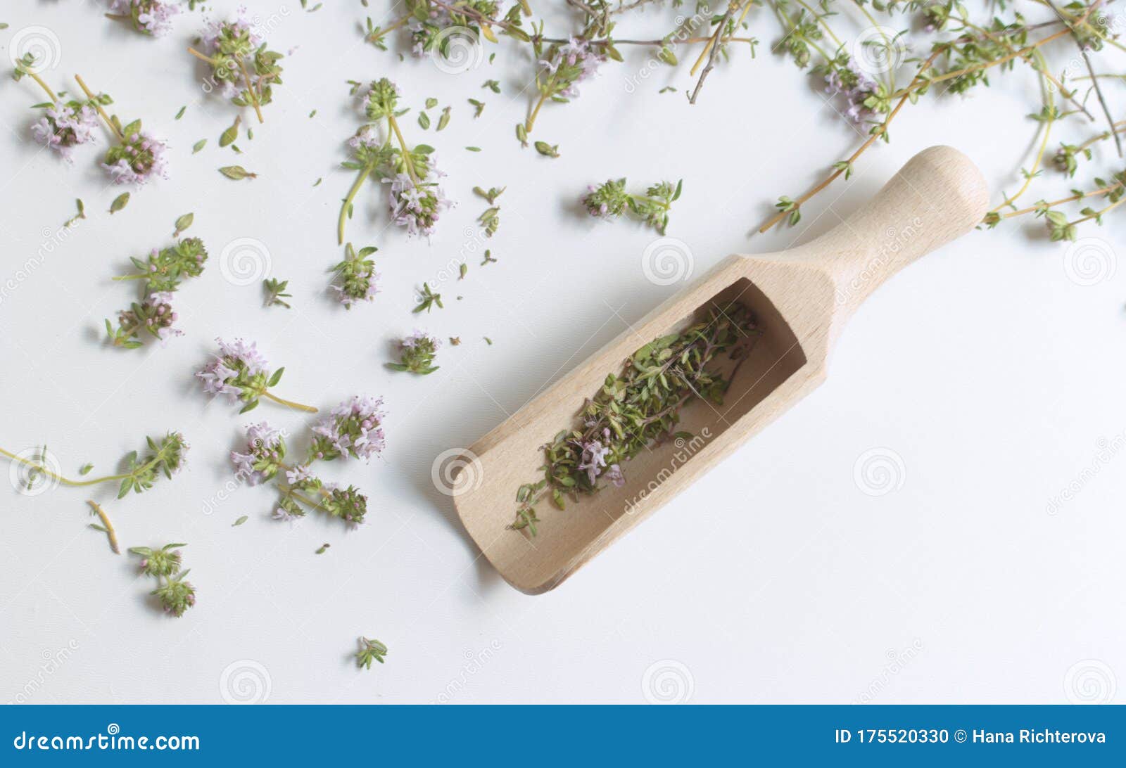 Thyme Vulgaris Aislado En Fondo Azul. Thymus Vulgaris Es Una Especie De